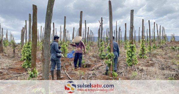 Perambahan Hutan Lindung Tanamalia di Luwu Timur Dekati 5.000 Hektare, Gakkum KLHK Bongkar Modus Pembakaran untuk Kebun Merica