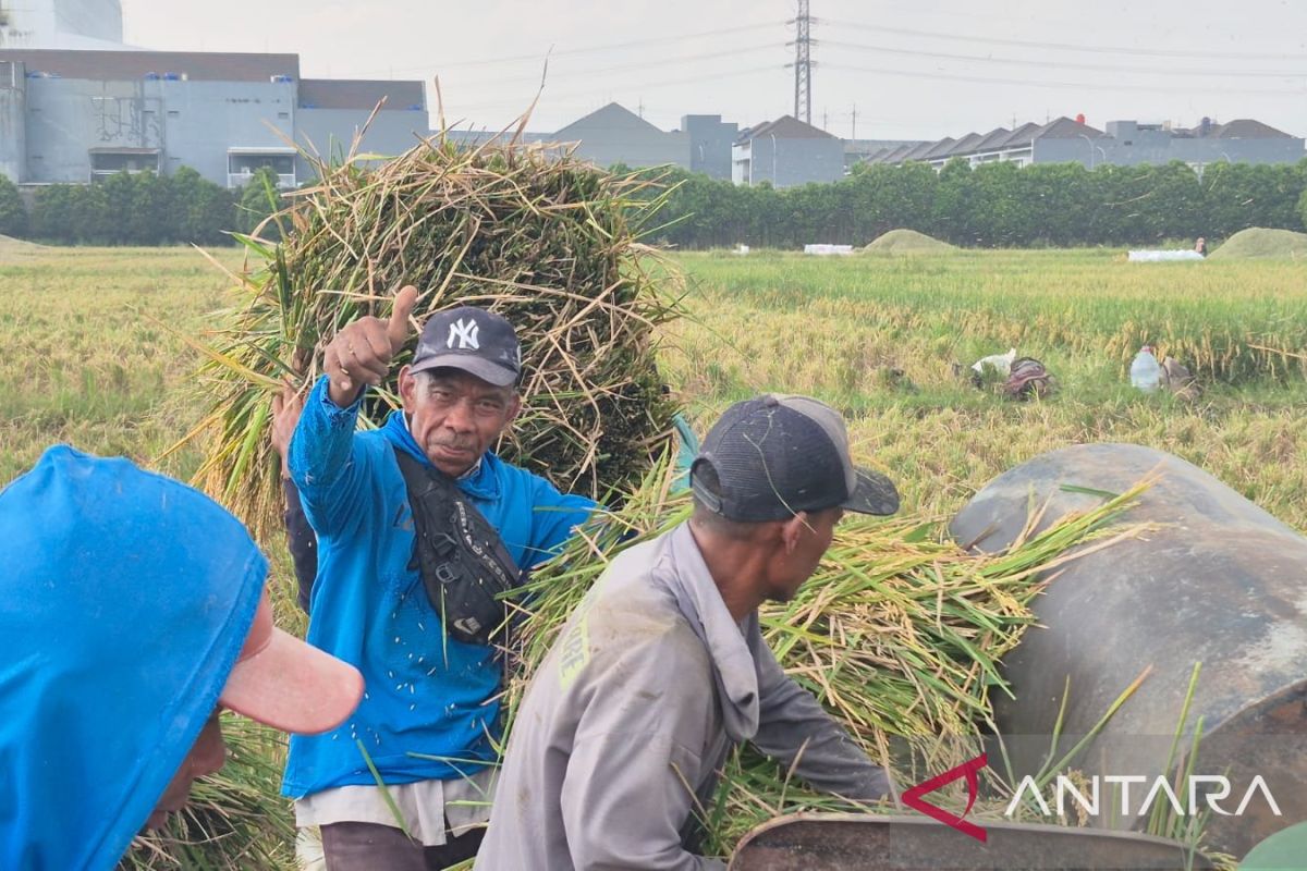 Harga Gabah di Sumedang Tembus Rp7.600 per Kilogram, Petani Ujungjaya Panen Meningkat 40 Persen