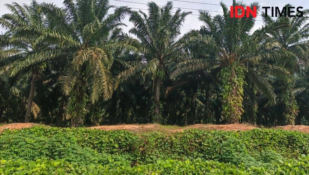 115.503 Hektare Sawit Ilegal di Muba Masuk Kawasan Hutan, Pemkab Justru Godok Pabrik Biomassa dari Limbah Sawit