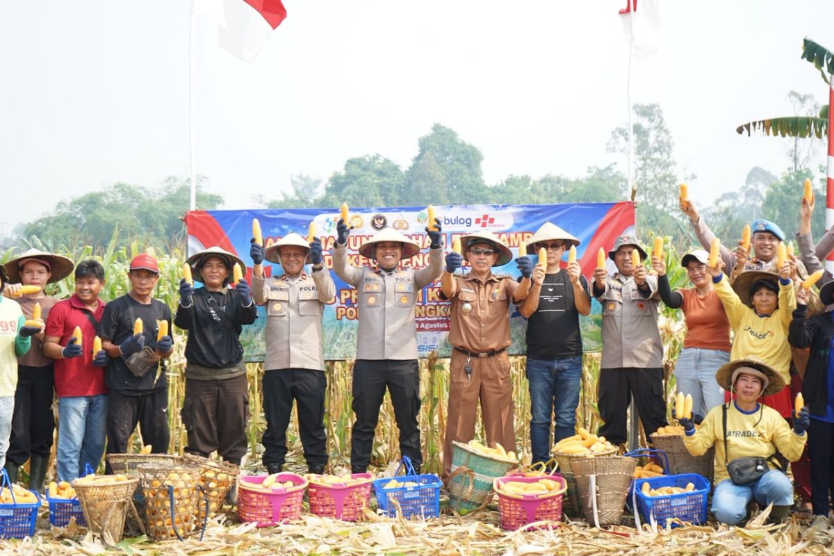 Polres Bengkayang Panen 5 Ton Jagung di Lahan Bekas PETI, Bukti Lahan Kritis Bisa Produktif