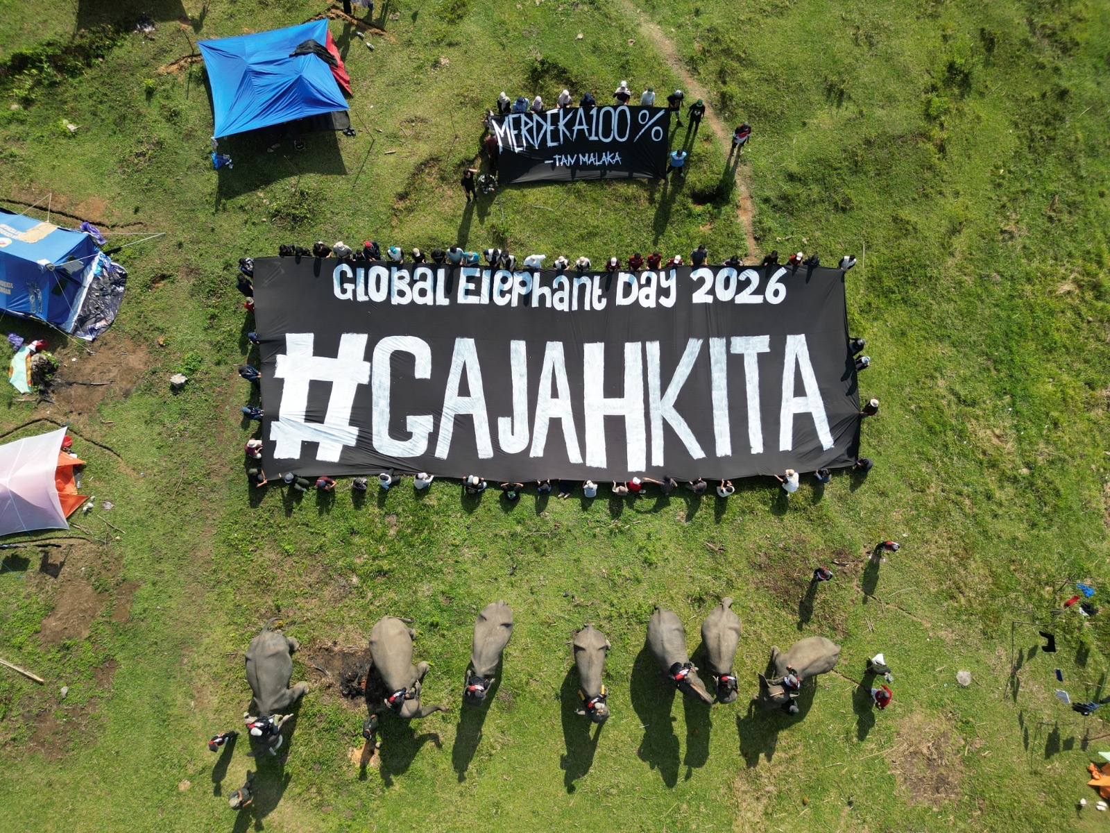 Habitat Gajah di Bentang Seblat Tinggal 50 Ekor, Koalisi Desak 80 Ribu Hektare Ditetapkan Jadi Suaka Margasatwa
