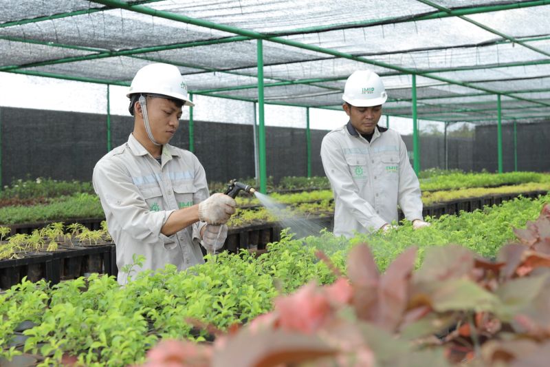 IMIP Morowali Kembangkan Nursery 1.937 Hektare, Target Produksi 80.000 Bibit Pohon per Tahun untuk Ruang Terbuka Hijau