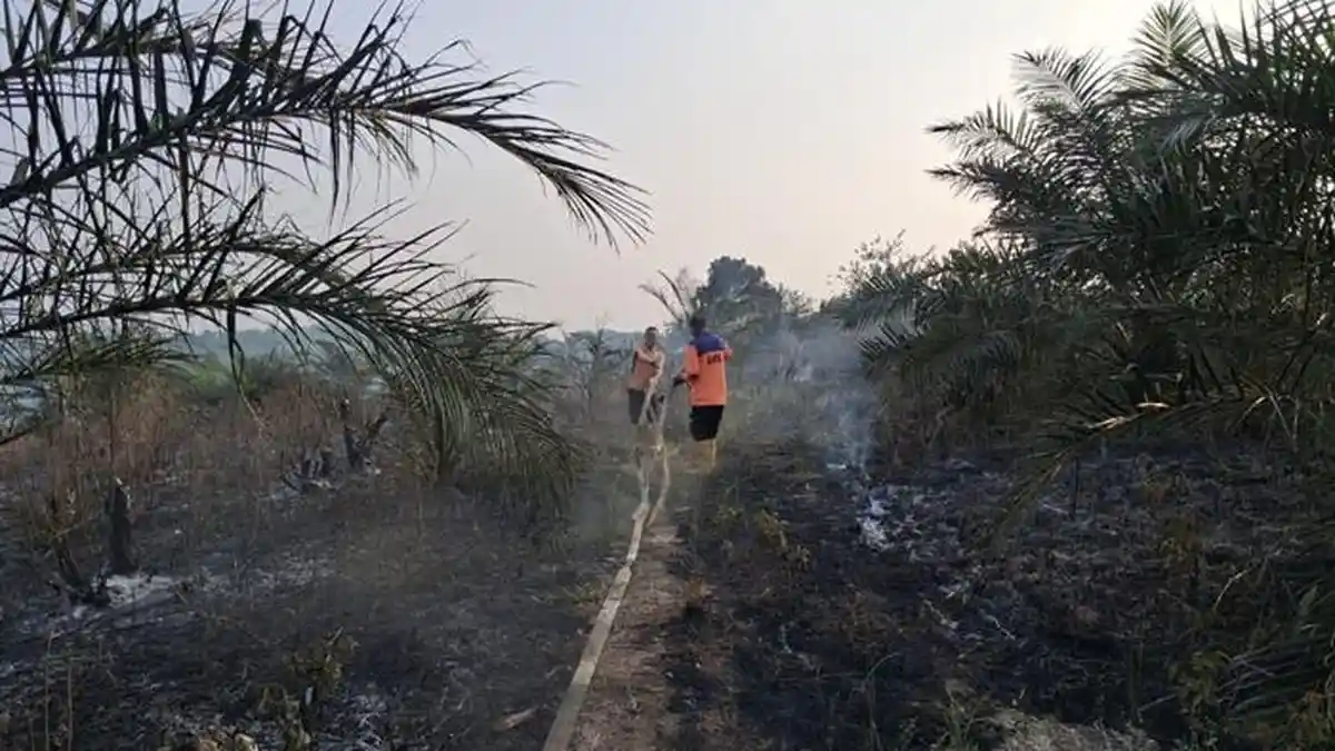 Kebakaran Lahan di Empat Lawang Hanguskan 5 Hektare Kebun Sawit Milik Warga, BPBD Terjunkan Tim Gabungan