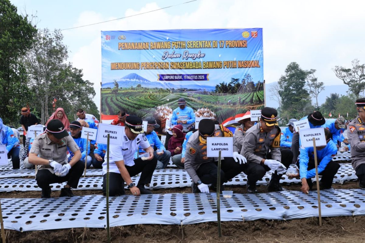 Bupati Lampung Barat dan Kapolda Lampung Tanam Bawang Putih di Balik Bukit, Target 40 Hektare untuk Dukung Swasembada Nasional