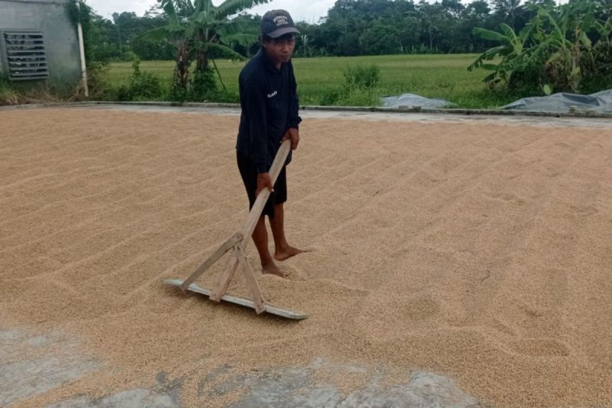 Harga Gabah di Lebak Tembus Rp8.000 per Kg, Petani Klaim Raup Untung Bersih Rp22 Juta per Hektare