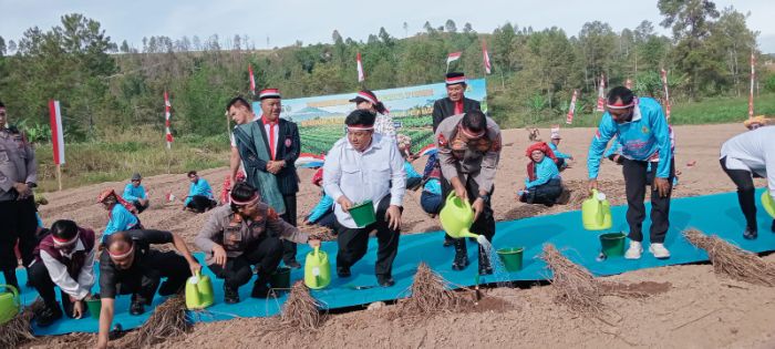 Kapolda Sumut Tanam 105 Kg Bibit Bawang Putih di Samosir, Targetkan Desa Maduma Jadi Sentra Pengembangan