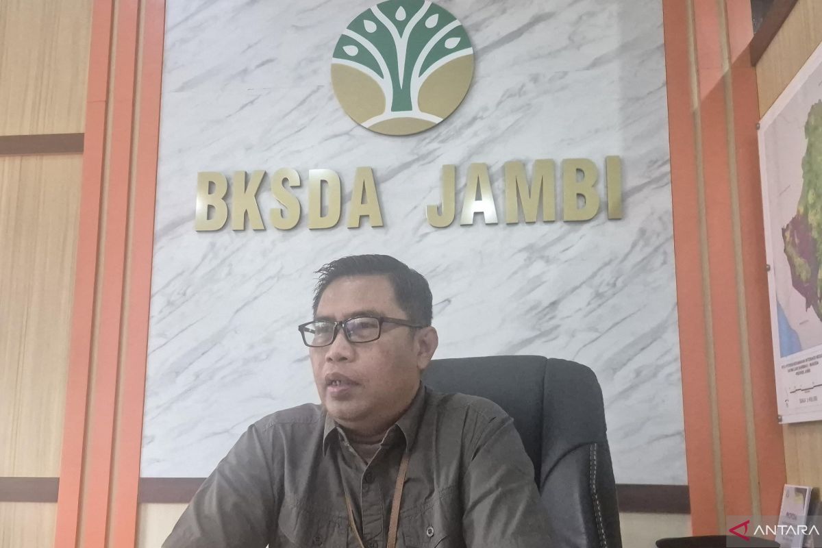 BKSDA Jambi Perketat Patroli di Koridor Gajah Tebo Usai Kebakaran Lahan, Habitat Gajah Sumatera Terancam Karhutla