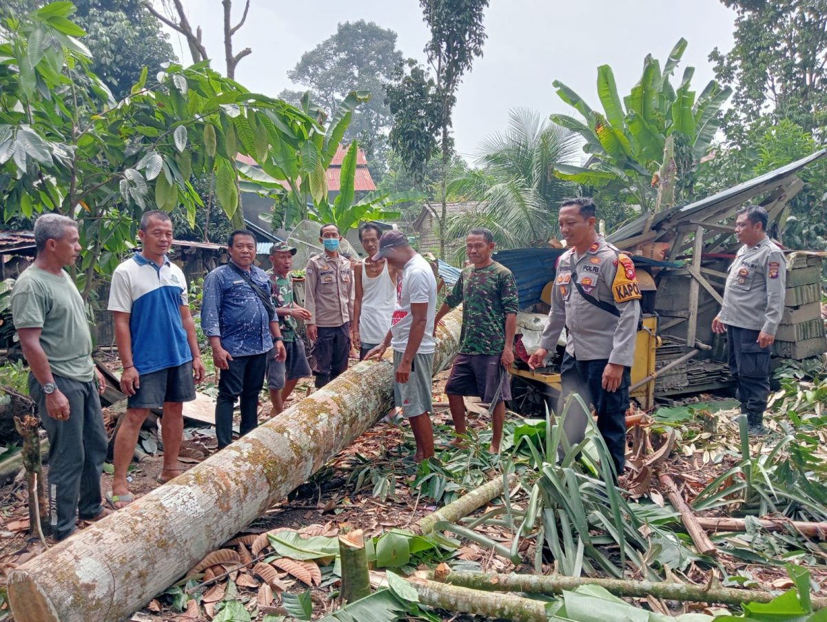 4 Rumah Warga di Dusun Mamek Landak Rusak Diterjang Pohon Tumbang Saat Hujan Deras dan Angin Kencang