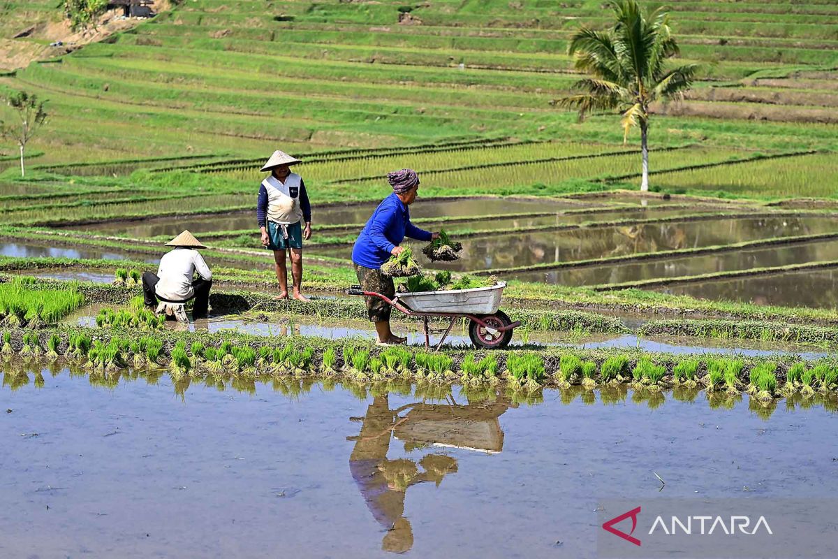 BRIN Tetapkan Sistem Subak Bali Jadi Contoh Global Pengelolaan Air, Begini Cara Kerjanya di Jatiluwih