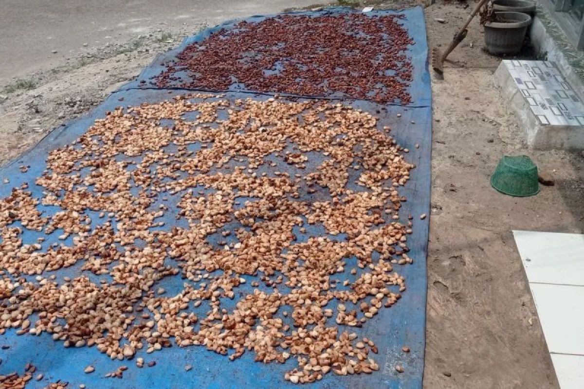 Harga Kakao Kering di Lebak Tembus Rp60 Ribu per Kg, Petani Mulai Jual Stok Panen Juni 2026