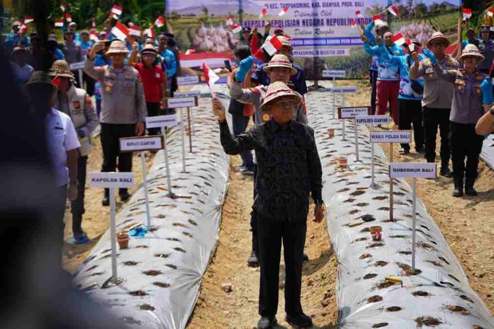 Gubernur Bali Wayan Koster Dukung Penanaman Bawang Putih Serentak di Gianyar, Target Kurangi Impor