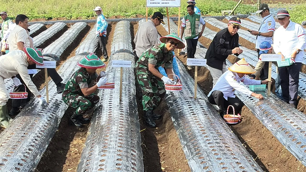 Danrem 042/Gapu Ikut Tanam Bawang Putih di Lereng Gunung Kerinci, Target Kurangi Impor dari 17 Provinsi
