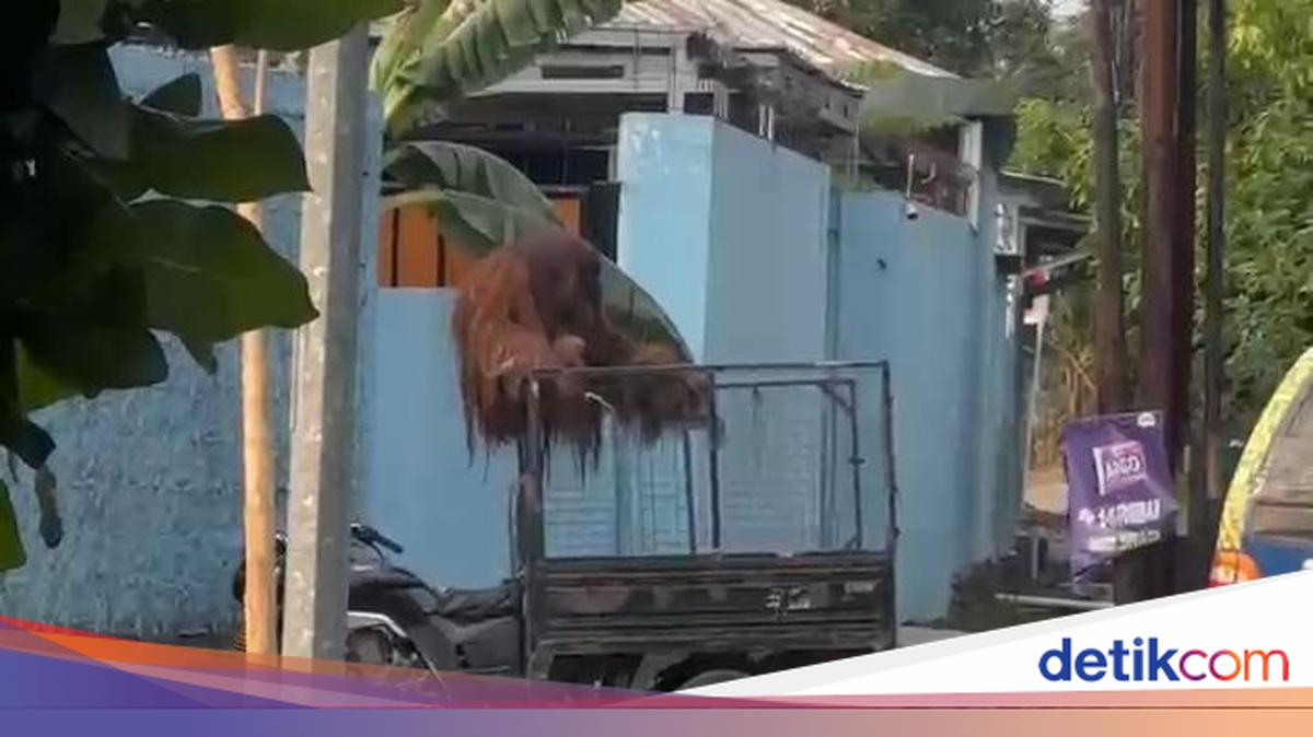 Orang Utan Solo Safari Didi Kabur ke Permukiman UNS Jebres, Sempat Jatuhkan Motor Warga Sebelum Dibius