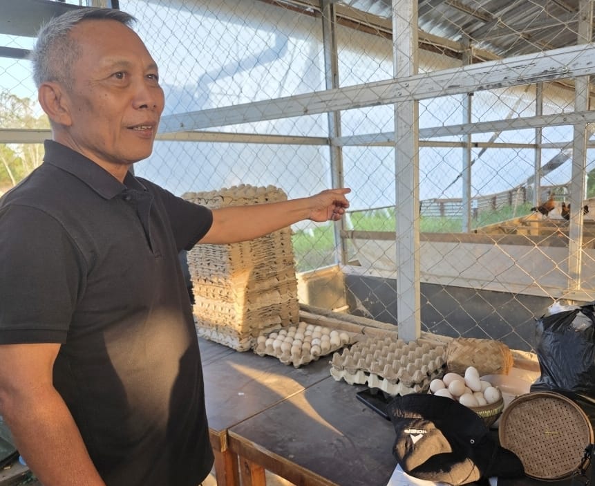 Ayam Mahar dari IKN Bukan Seserahan Pernikahan, tapi Akronim Maju Sejahtera yang Jadi Andalan Ketahanan Pangan Kaltim