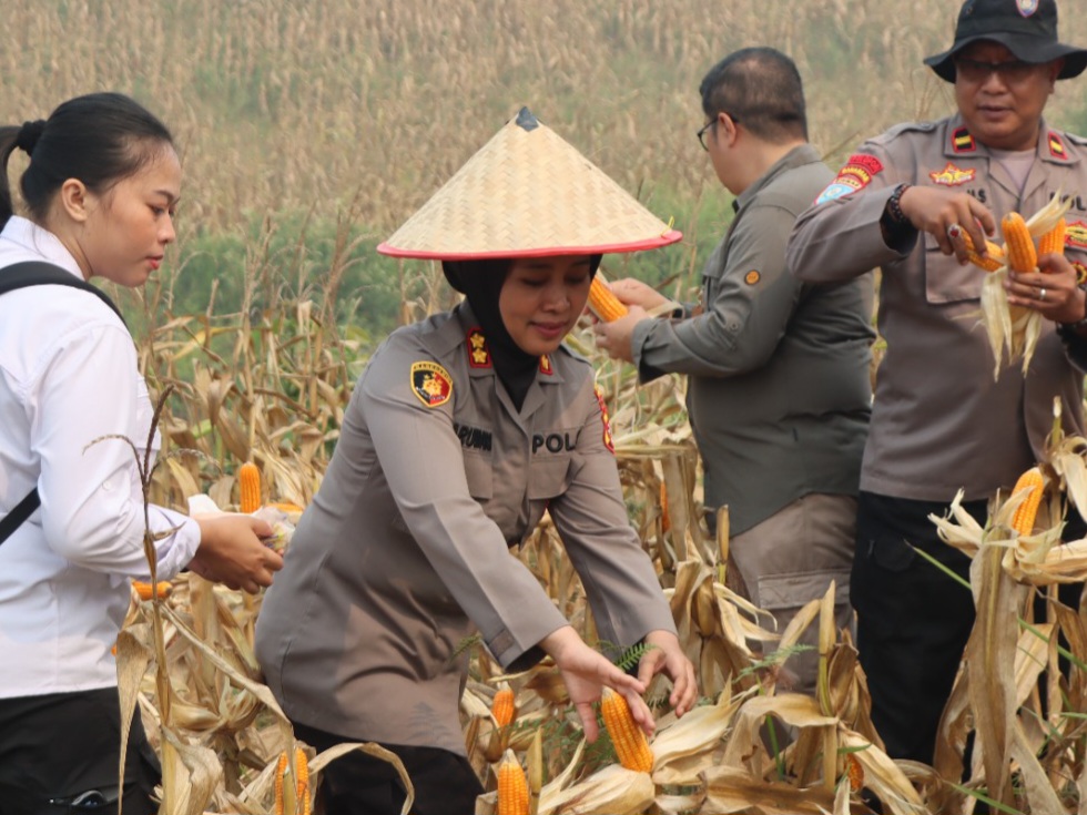 Kapolres Gunung Mas Turun Panen Jagung Hibrida di Lahan 5 Hektare Poktan Sari Bumi, Hasil Capai 20 Ton