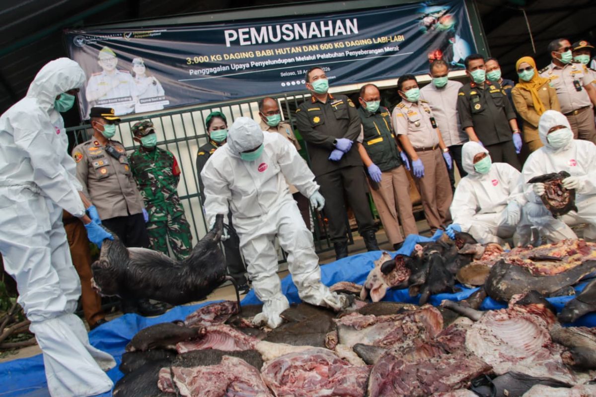 Barantin Banten Musnahkan 3,6 Ton Daging Celeng dan Labi-labi Ilegal di Pelabuhan Merak, Berasal dari Jambi