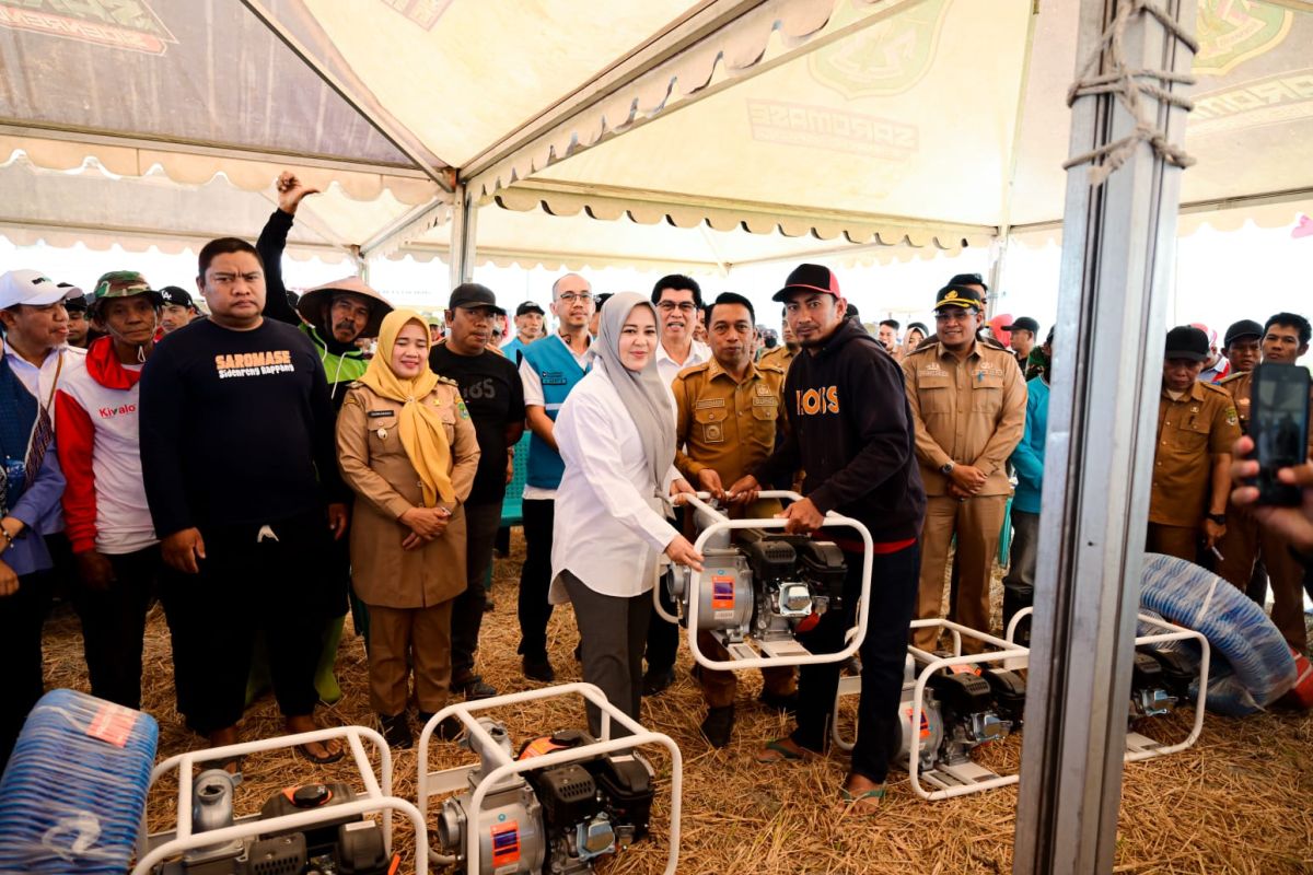Wagub Sulsel Fatmawati Rusdi Tinjau Panen Raya 10,4 Ton per Hektare di Sidrap, Program Listrik Masuk Sawah Jadi Kunci
