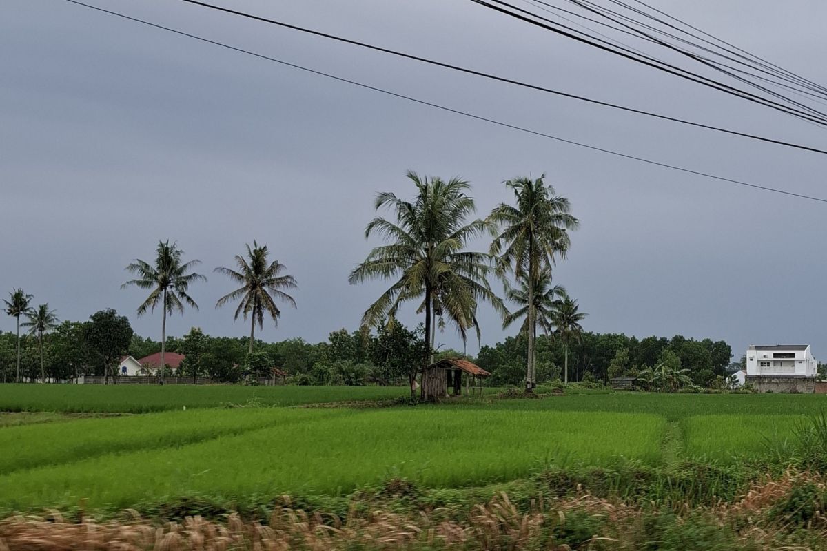 1.450 Hektare Sawah Baru di Lampung Siap Ditanami Perdana, Tiga Kabupaten Jadi Lokasi Utama