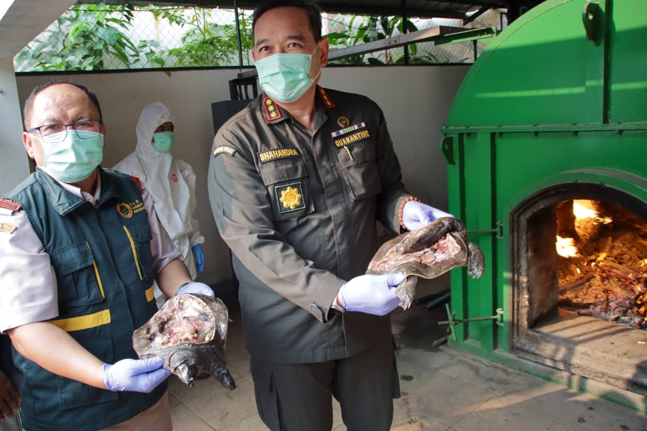 Karantina Banten Gagalkan Pengiriman 3 Ton Daging Celeng dan 600 Kg Labi-labi di Pelabuhan Merak