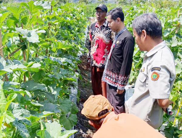 Lahan Cuma 1.400 Meter Persegi, Petani Bojonegoro Ini Panen Padi, Ikan, Melon, sampai Jambu Sekaligus