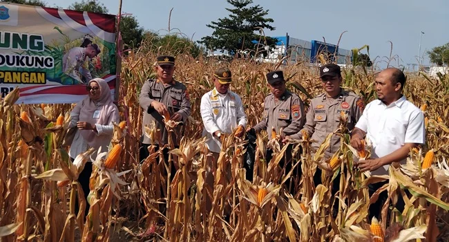 Polsek Taman Sari dan Kelompok Tani Ampui Panen 700 Kg Jagung di Lahan Tidur Pangkalpinang