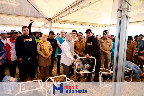 Wagub Sulsel Panen Raya di Sidrap, Produktivitas Padi Tembus 10,4 Ton per Hektare Saat Kekeringan Melanda