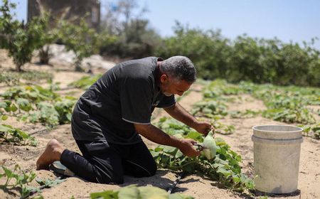 FAO: Lahan Pertanian Gaza yang Layak Garap Tinggal 448 Hektare, Produksi Pangan Lokal di Ambang Kolaps
