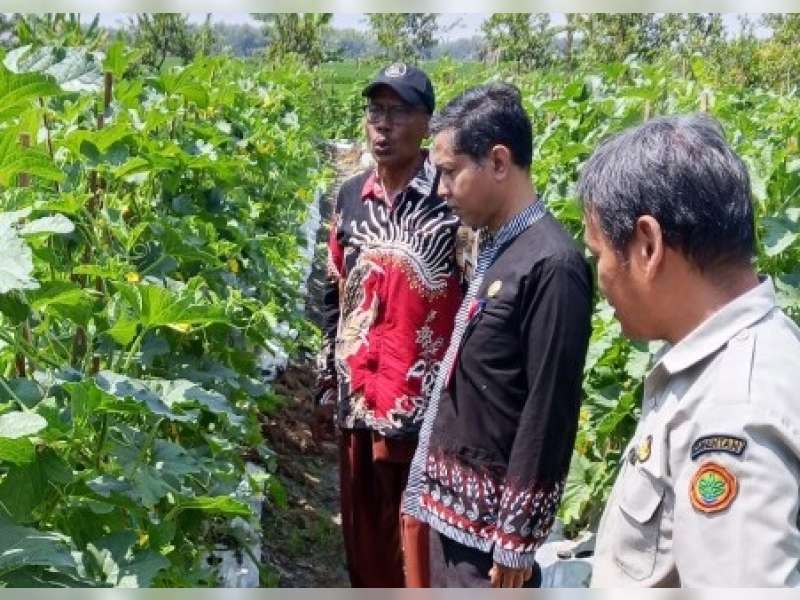 Abdul Mukarrom Buktikan Lahan Sempit di Bojonegoro Bisa Hasilkan Untung, Ini Kuncinya