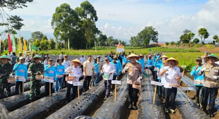 Pemprov Jambi Targetkan 110 Hektare Lahan untuk Tanam Bawang Putih, Kerinci Jadi Andalan Utama
