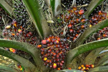 Harga CPO Tembus Level Tertinggi Sejak Desember 2024, Saham BWPT dan SIMP Cs Kompak Menguat di BEI