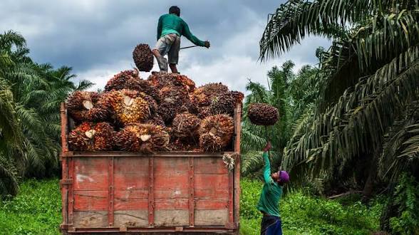 Harga TBS Sawit Riau Turun Lagi, Petani Terima Rp3.834 per Kilogram untuk Umur 9 Tahun
