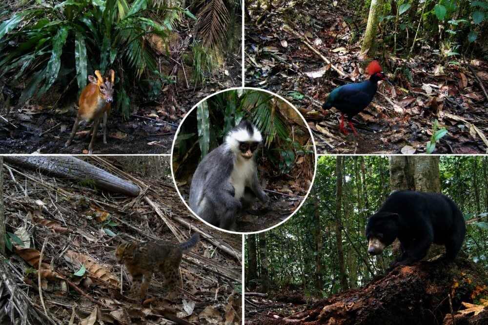 14 Satwa Dilindungi Masih Hidup di Taman Nasional Kayan Mentarang Nunukan, dari Trenggiling hingga Macan Dahan