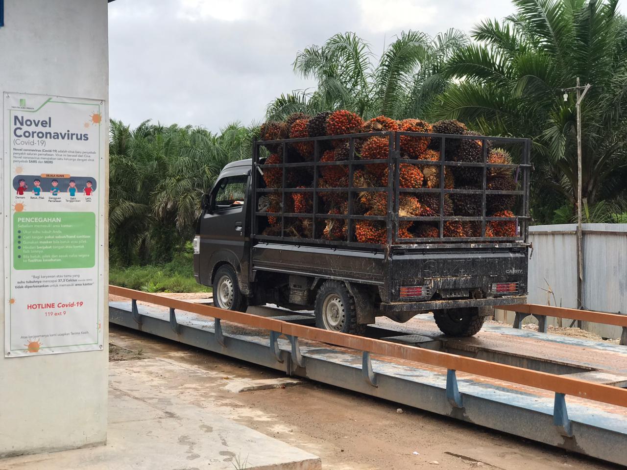 Harga TBS Sawit Riau Turun Lagi, Petani Mitra Swadaya Terima Rp3.834,39 per Kilogram