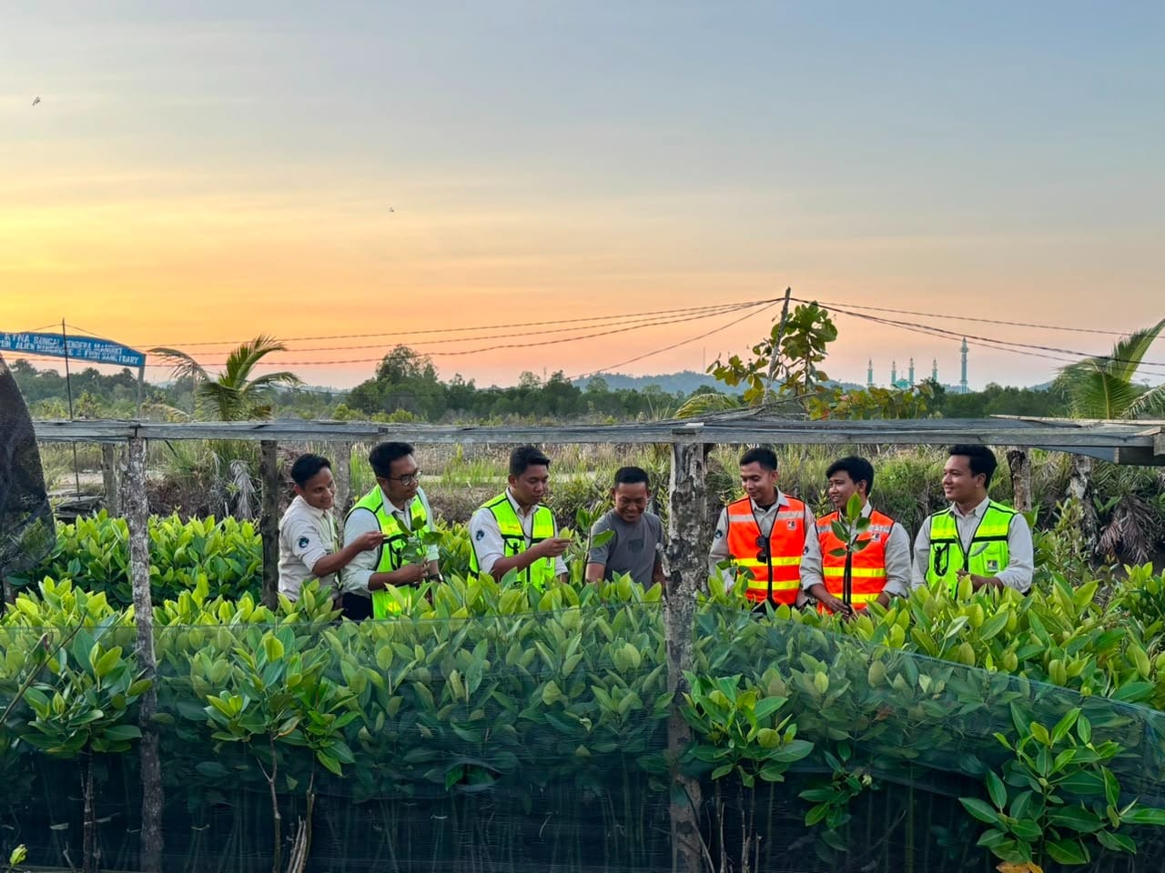 PAMA KPCS Dampingi Komunitas Alien Mangrove, Produksi 12.000 Bibit Per Tahun untuk Pesisir Kutai Timur