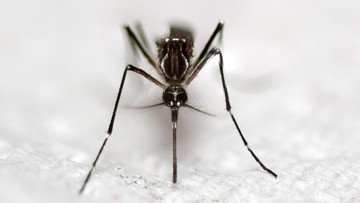 Riset Ungkap Telur Aedes Aegypti Tahan Kering Berbulan-bulan saat Kemarau