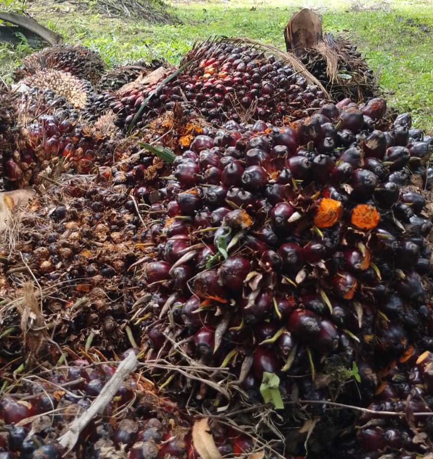 Harga Sawit Riau Anjlok Lagi, Pekebun Terima Rp3.834 per Kg