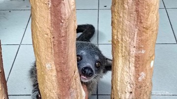 Taman Safari Bogor Punya 7 Potret Satwa Ikonik, dari Gajah Sumatera sampai Harimau Benggala