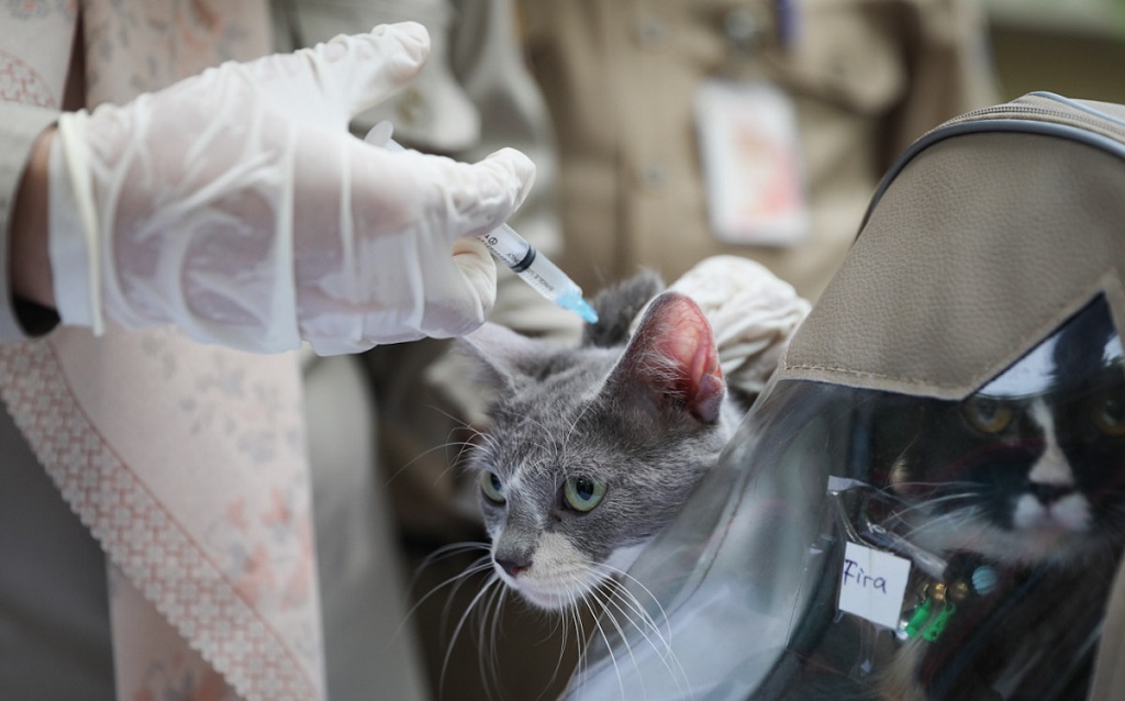 3.127 Kucing, Anjing, dan Musang di Jakarta Pusat Sudah Disuntik Vaksin Rabies Sepanjang 2026