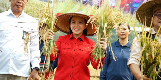 Bupati Landak Karolin Dorong Petani Jelimpo Jadi Penangkar Benih Padi Mandiri, Serahkan Mesin Perontok ke Kelompok Tani Pamule