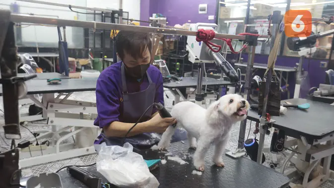 Bisnis Pet Shop Diramal Tumbuh Panjang, Grooming hingga Penitipan Jadi Sumber Cuan Baru