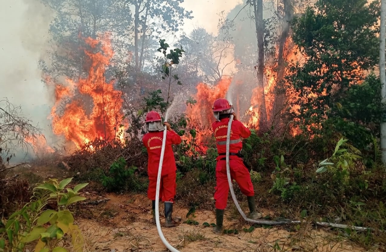 6 Provinsi Jadi Prioritas Penanganan Karhutla 2026, BNPB Sebut Puncak Risiko Terjadi Agustus-September