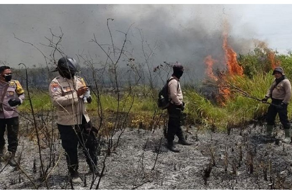 Kebakaran Hutan Melanda Taman Nasional Way Kambas, Tim Gabungan Dikerahkan Padamkan Api