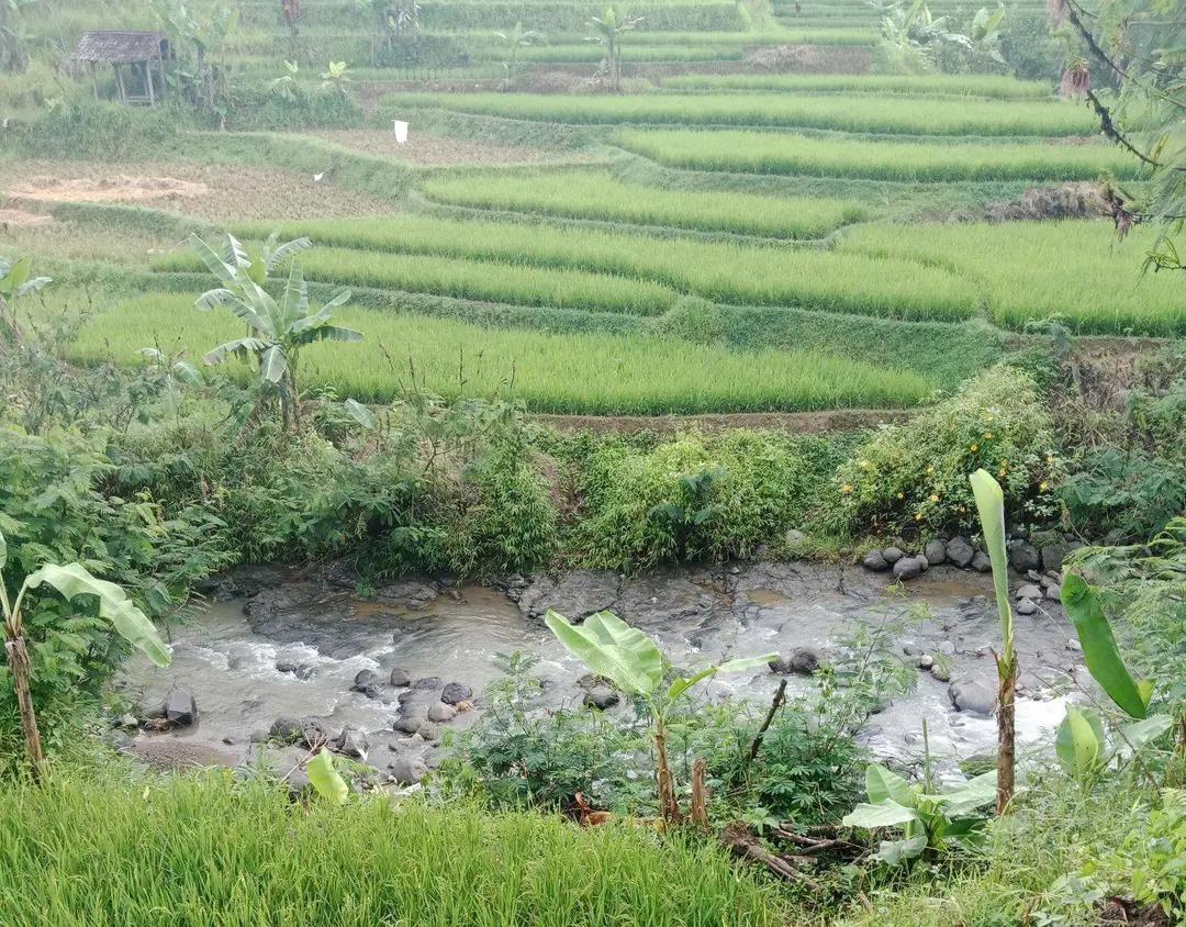 Bupati Bandung KDS Perintahkan Normalisasi Irigasi dan Pompanisasi Selamatkan 1.950 Hektare Sawah dari Gagal Panen