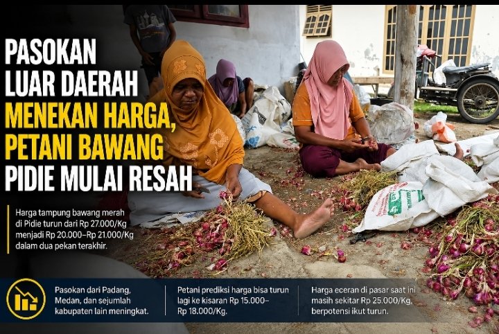 Harga Bawang Merah di Pidie Anjlok ke Rp 20.000, Petani Was-was Terjepit Banjir Pasokan dari Padang dan Medan