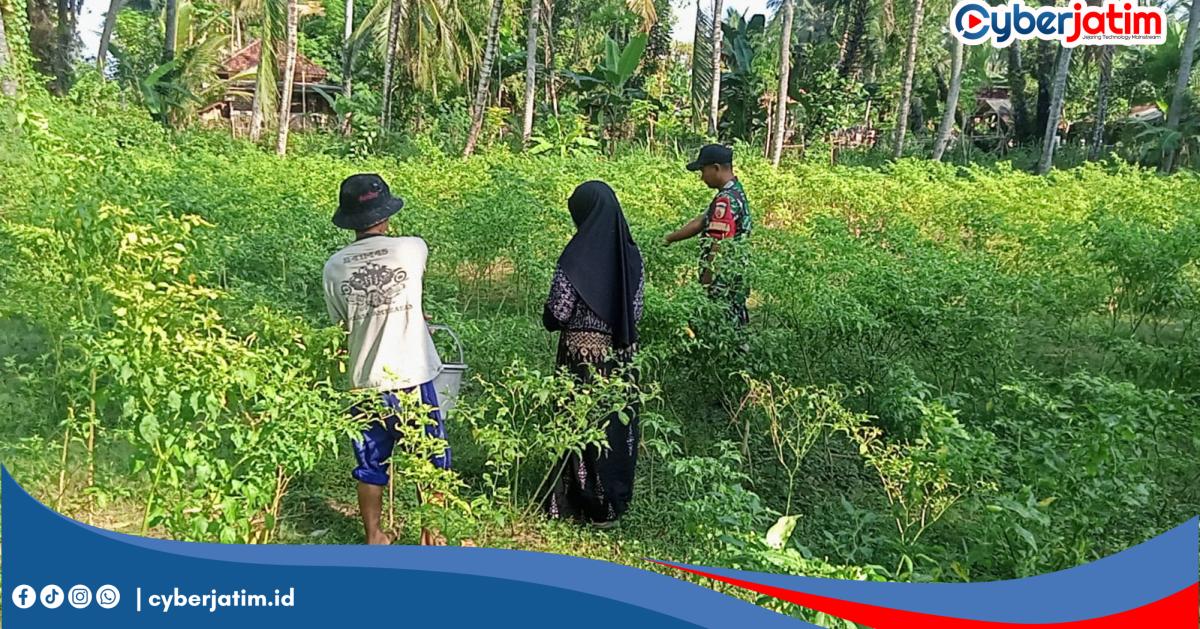 Babinsa Koramil Larangan Turun ke Sawah Bantu Petani Panen Cabai di Pamekasan