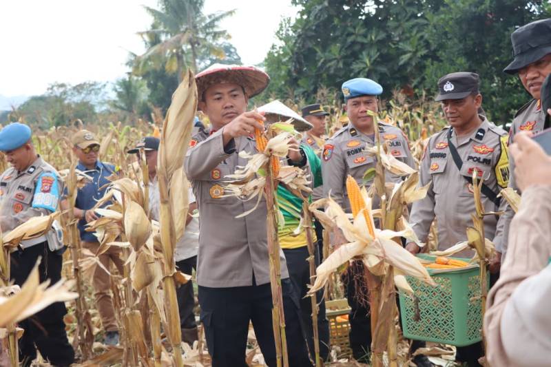 Kapolres Konawe Pimpin Panen Raya Jagung Bisi 2 di Desa Walay, Sinergi Polri-Pemda Dorong Ketahanan Pangan