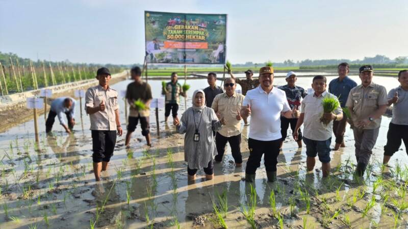 Gerakan Tanam Serentak 50.000 Hektare di Batu Bara, 5.000 Petani Siap Genjot Produksi Padi Sumut