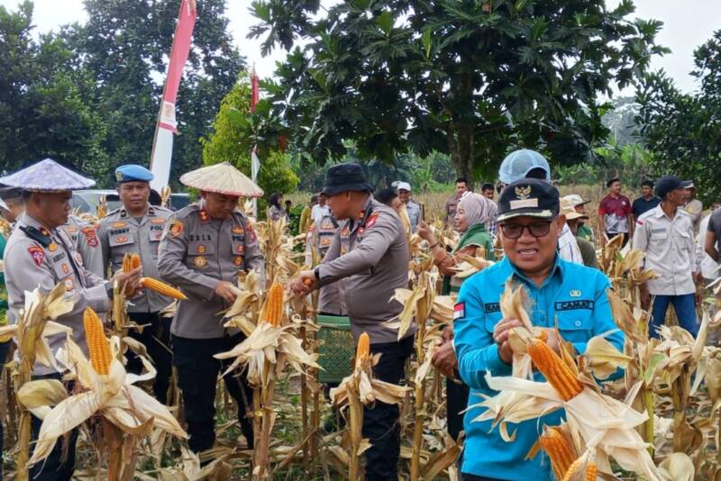 Polres Konawe Panen Raya Jagung di Abuki, Kapolres Sebut Dukungan Nyata ke Program Ketahanan Pangan Nasional