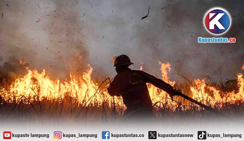 Kebakaran Hutan Landa Taman Nasional Way Kambas Lampung Timur, Balai Duga Ulah Pemburu Liar