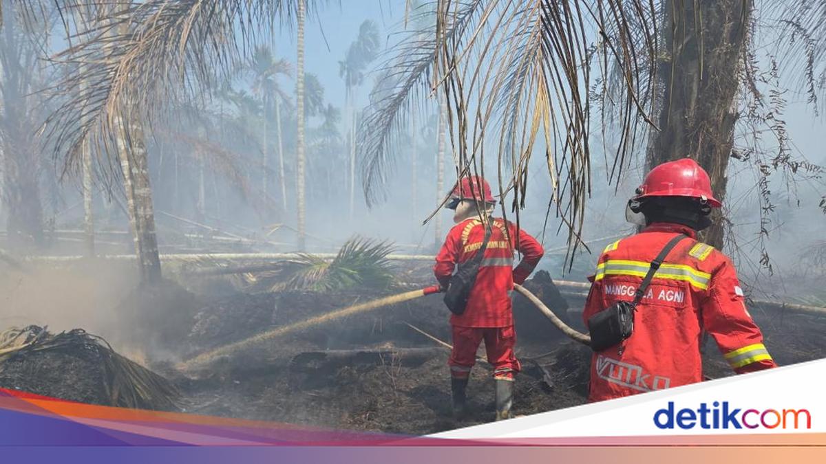 Kebakaran Lahan 2,5 Hektare di Tanjung Jabung Barat, Petugas Kesulitan Cari Air karena Kanal Dangkal